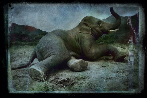 elephant called Hope