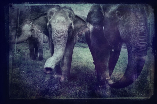 elephant called Hope