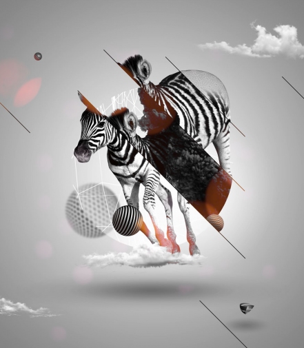 zebra